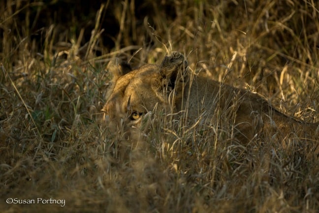 Lioness