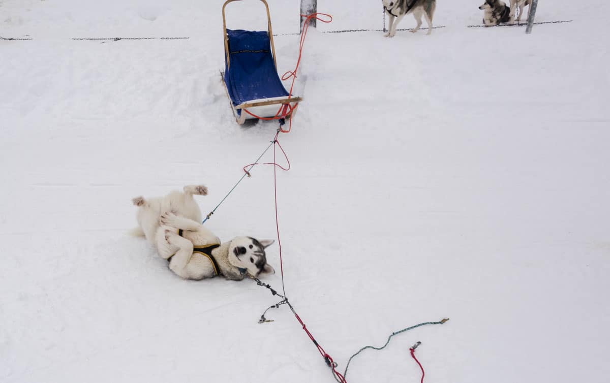 Husky in Snow in Finnish Lapland