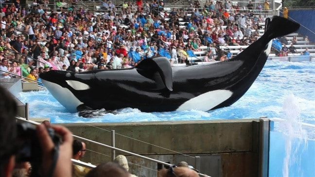 Tilikum Performing at Sea World