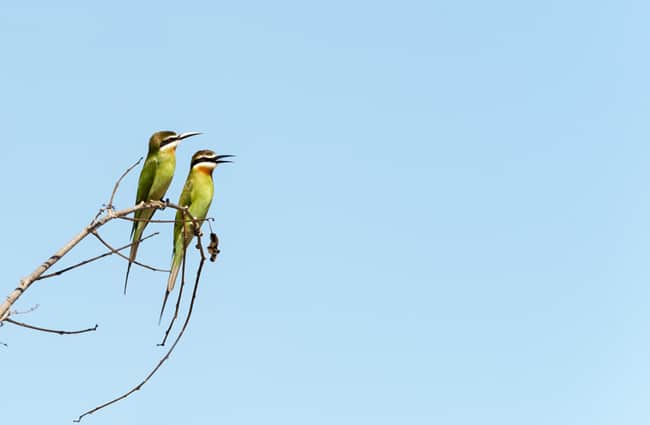 Madagascar Animals: Bee Eaters