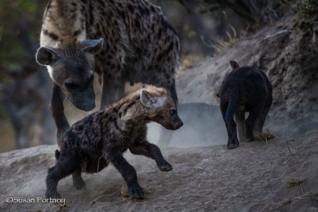 Hyena Pups