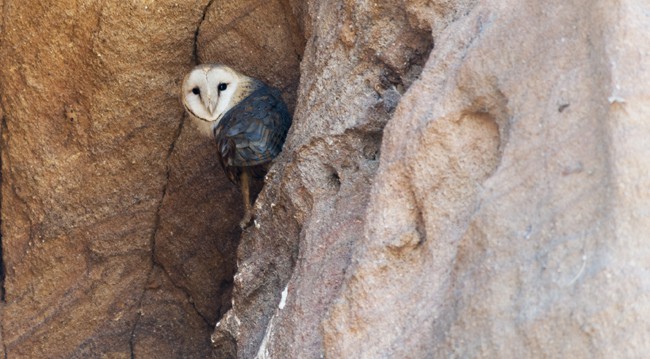 Madagascar Animals: Masked Owl