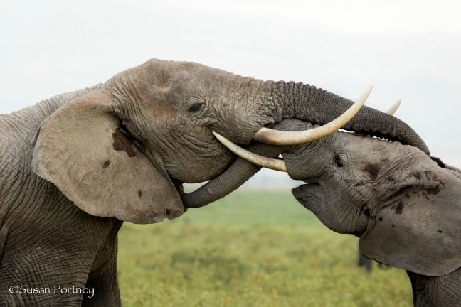 Safaris photographiques africains - Éléphants juvéniles dans le parc national safari d'Amboseli au Kenya 