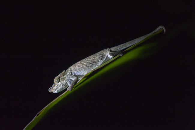 Madagascar_Animals_Pygmy_Chameleon