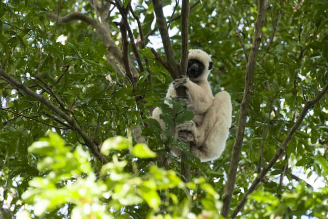 Madagascar Animals: Von der Deckens Sifaka, a white lemur