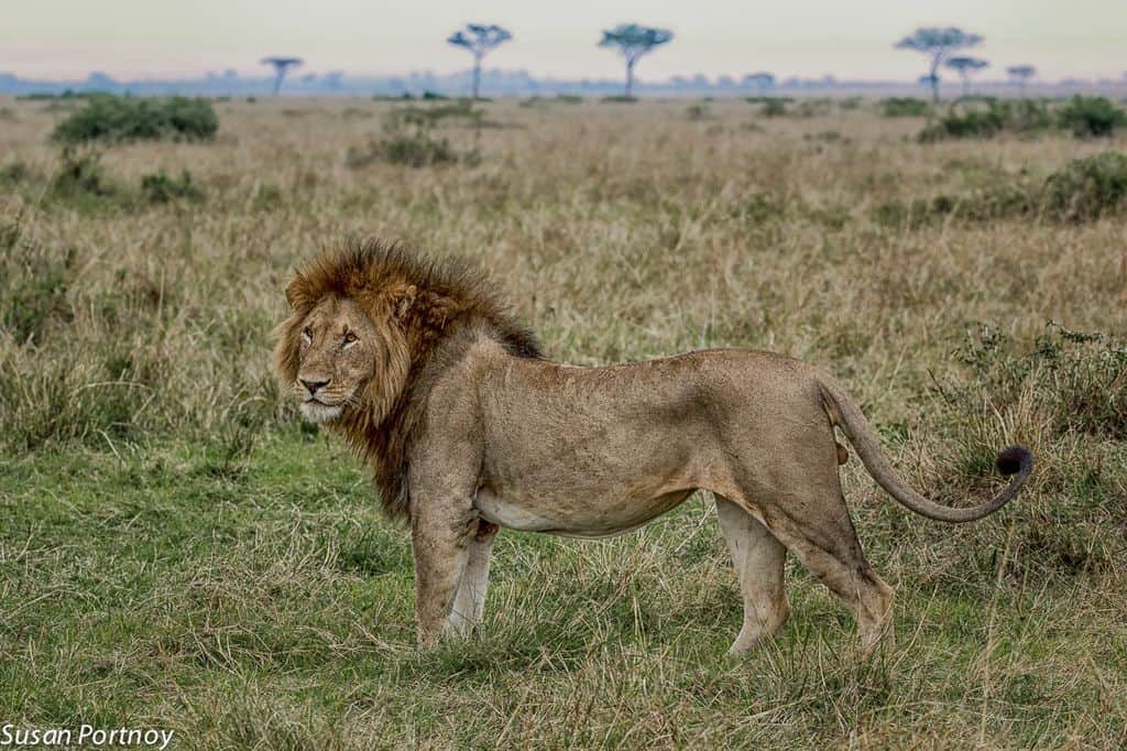 The connection between Walking With Lions and canned lion hunting.