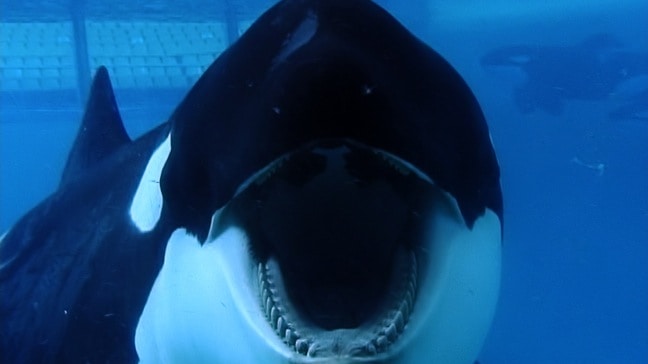 Tilikum, the Killer Whale from the Blackfish Documentary