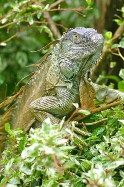 Iguana at Mawamba Lodge, Tortuguero