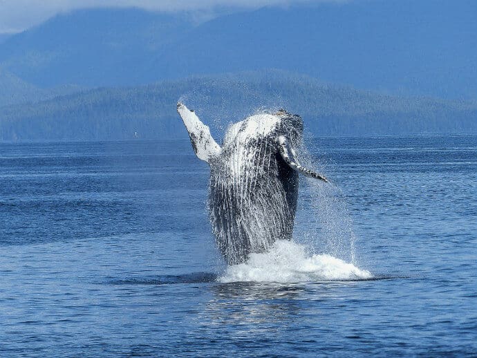 Attractions in Costa Rica -Whale Watching, Humpback Whale