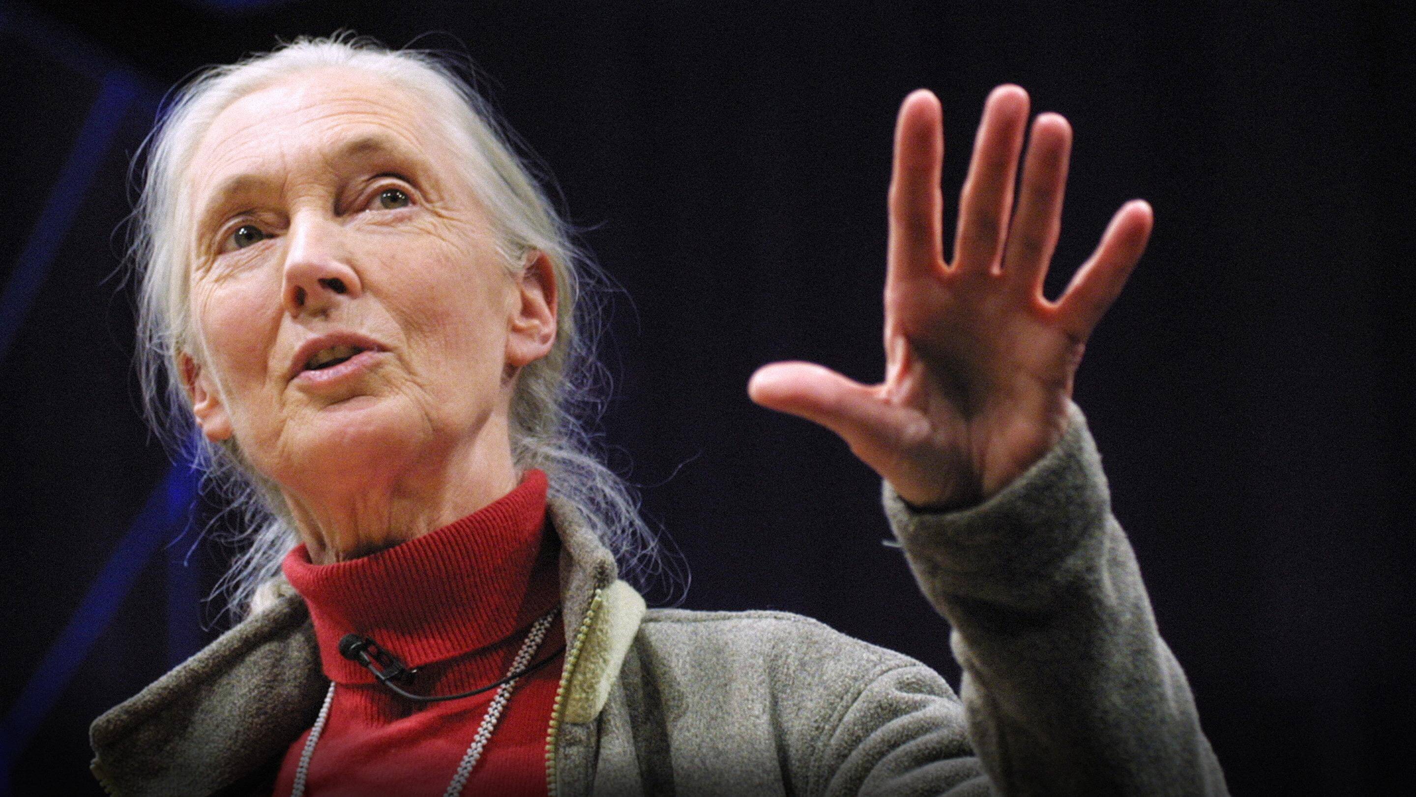 Jane Goodall Interview