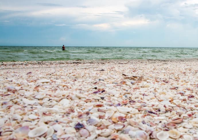 Things to Do in Sanibel Islands: Search for Seahells on Sanibel Island Beaches
