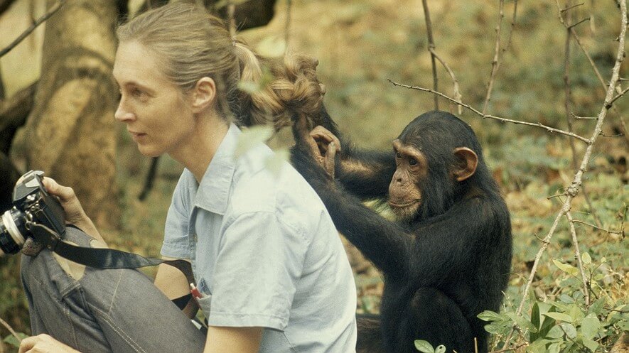 Jane Goodall Interview