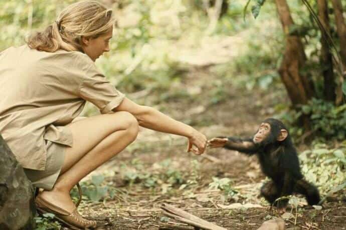 Jane Goodall Interview