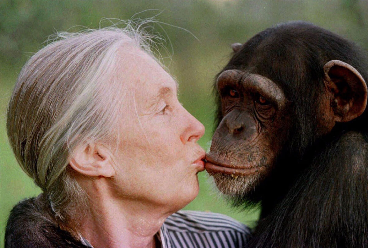 Jane Goodall Interview