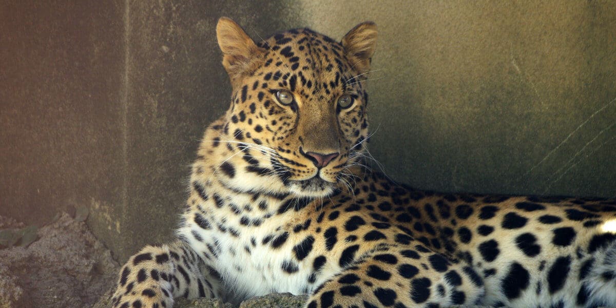 Facts about Amur Leopard