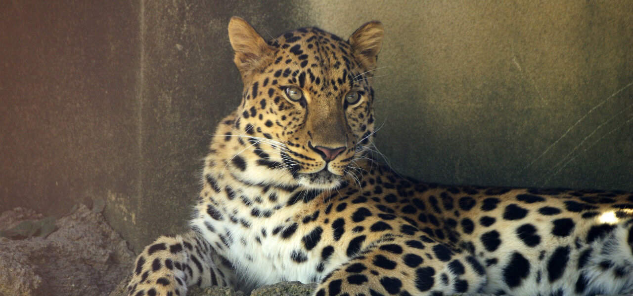 Facts about Amur Leopard