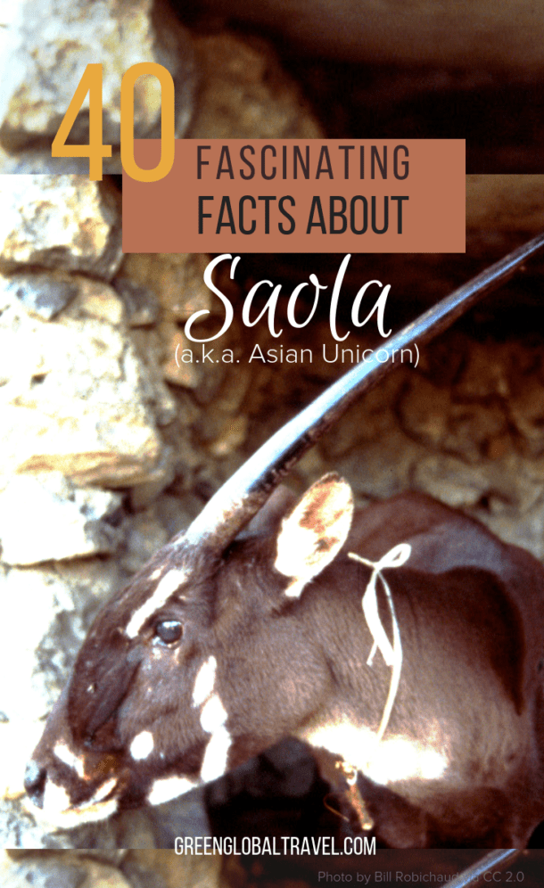 Saola Asian Unicorn Endangered Species Spotlight