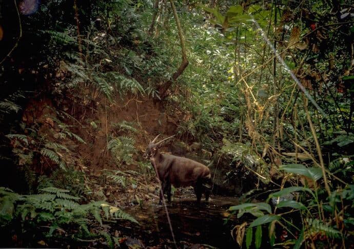 Saola in central Laos in 1999 by William Robichaud