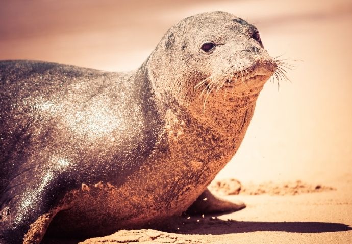 Hawaiian Monk Seal