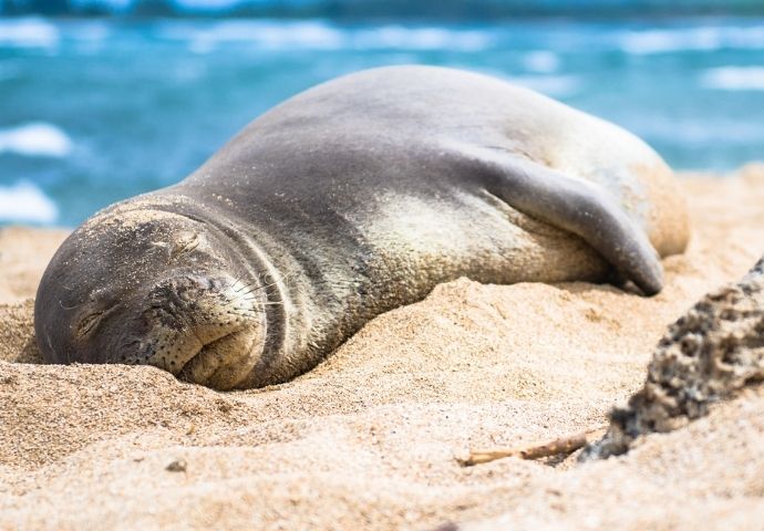 Hawaiian Monk Seal sleeping on the beach