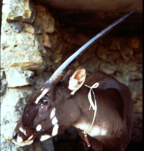 Saola Asian Unicorn Endangered Species Spotlight