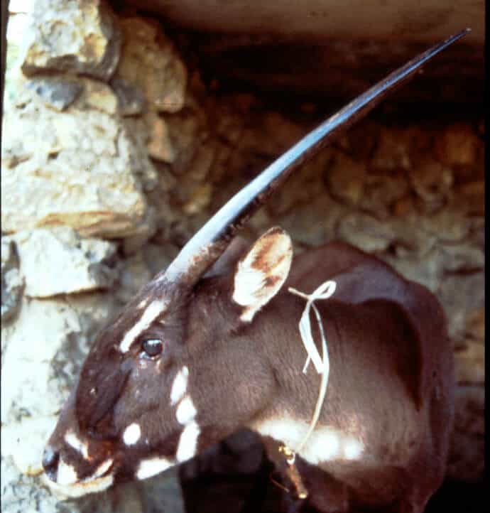 40 Facts Saola - Basic Facts