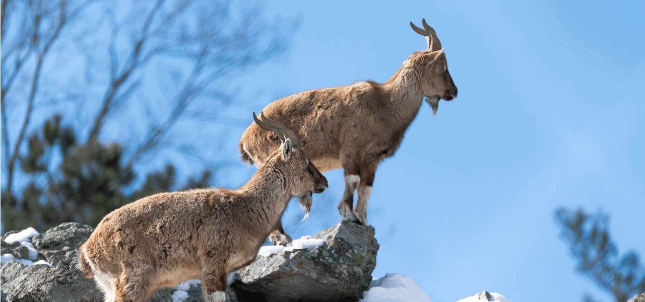 Markhor The Animal