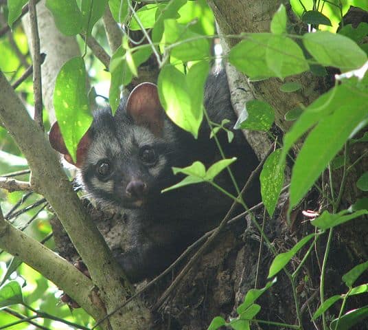 Best Coffee of the World -Civet Coffee