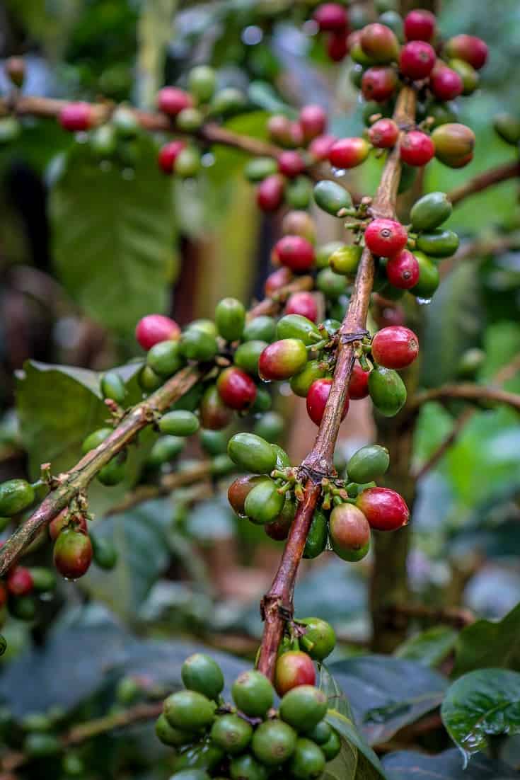 Coffee From Africa - Coffee Beans growing in Kilimanjaro, Tanzania by Bret Love