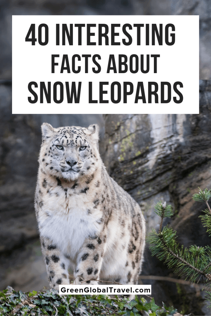 40 Interesting Facts About Snow Leopards