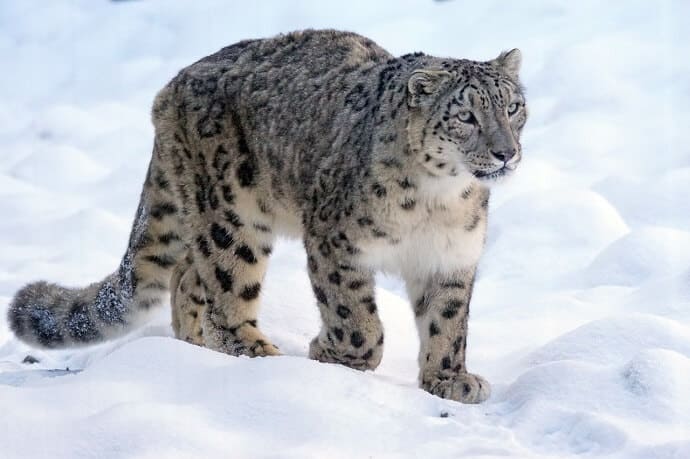 snow leopard habitat