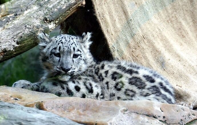 Top 10 facts about Snow Leopards