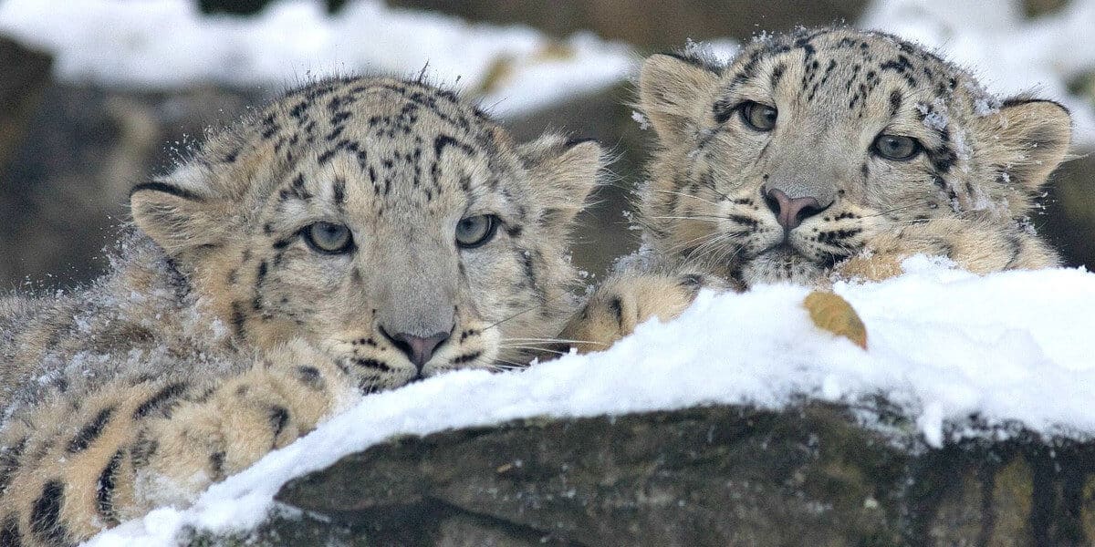 40 Interesting Facts About Snow Leopards