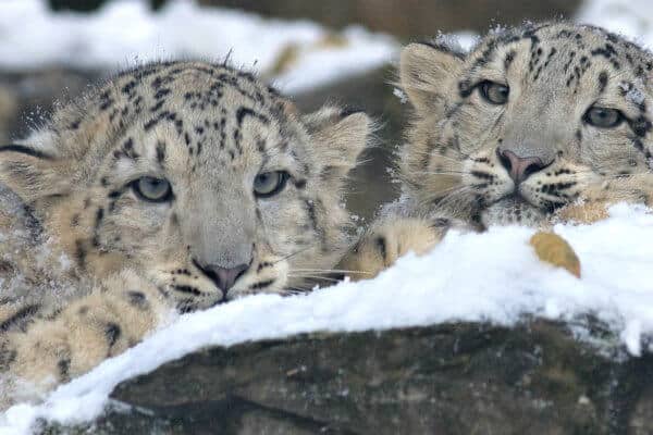 40 Interesting Facts About Snow Leopards