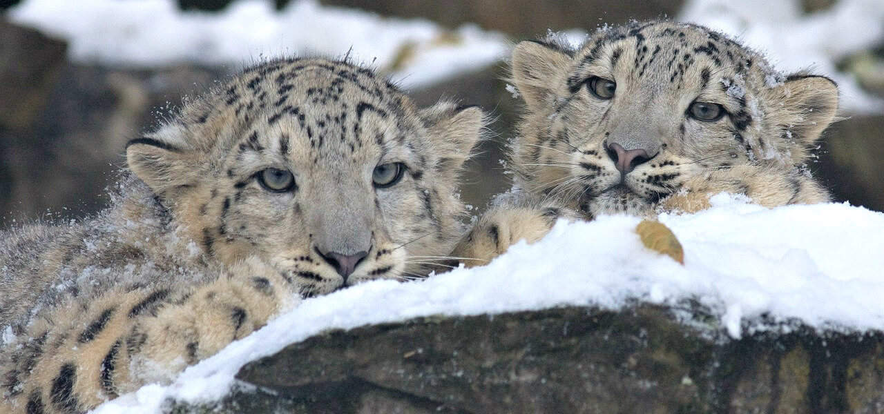 snow leopard habitat