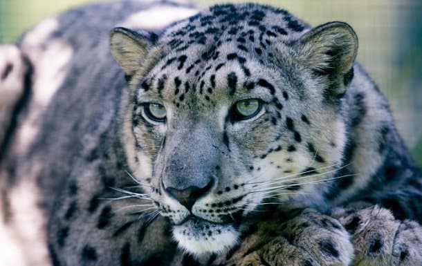 40 Interesting Facts About Snow Leopards