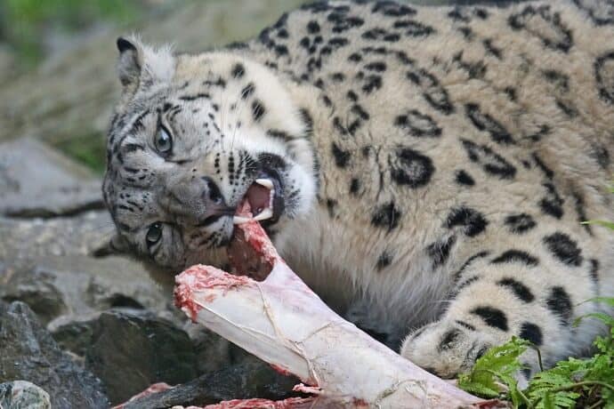 Snow Leopard Diet 