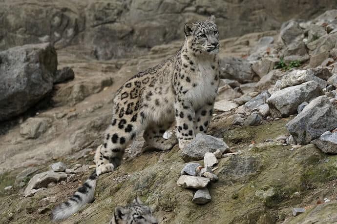 10 Things You Need To Know About Snow Leopards