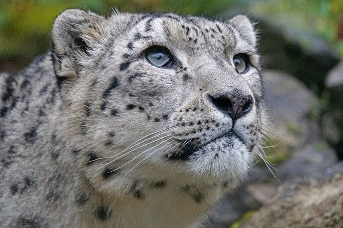 Snow Leopard facts and photos