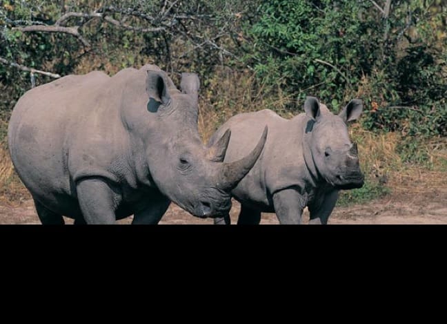 The battle to stop rhino poaching in South Africa