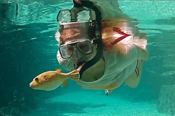 Snorkeling Bora Bora, Yellow Pufferfish