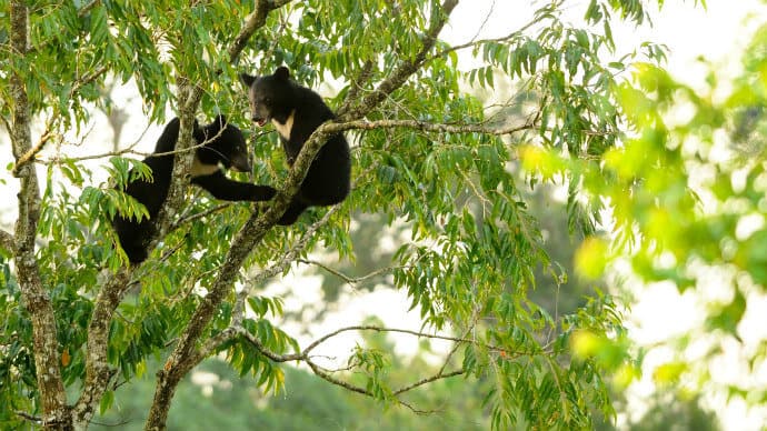 Asian Black Bear Cubs in Khao Yai National Park Thailand