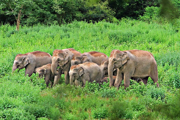 Wild Elephants in Kui Buri National Park Thailand