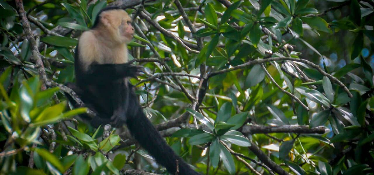 Capuchin Monkey in Corcovado National Park, Costa Rica