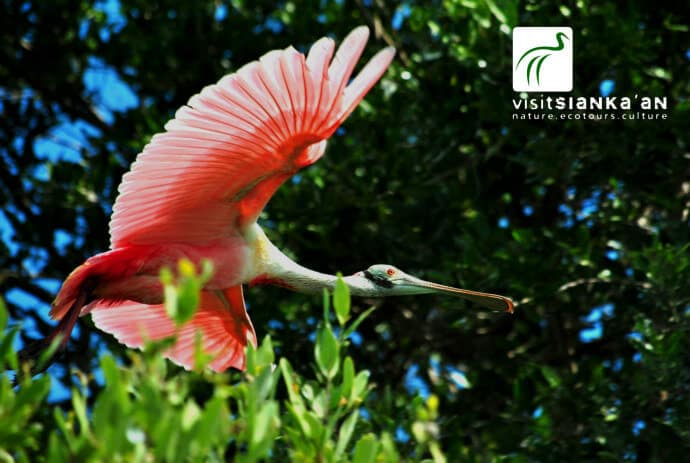 SianKaan Nature Tour - Rosate Spoonbill