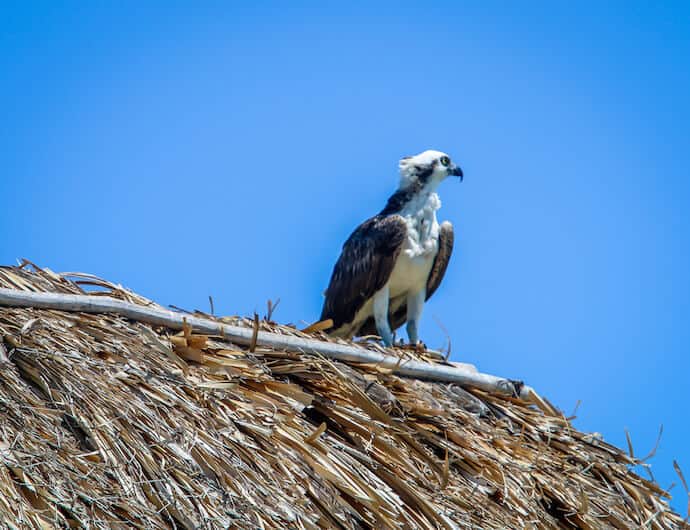 Osprey at Isla Pajaros (Bird Island) in Yum Balam Biosphere Reserve