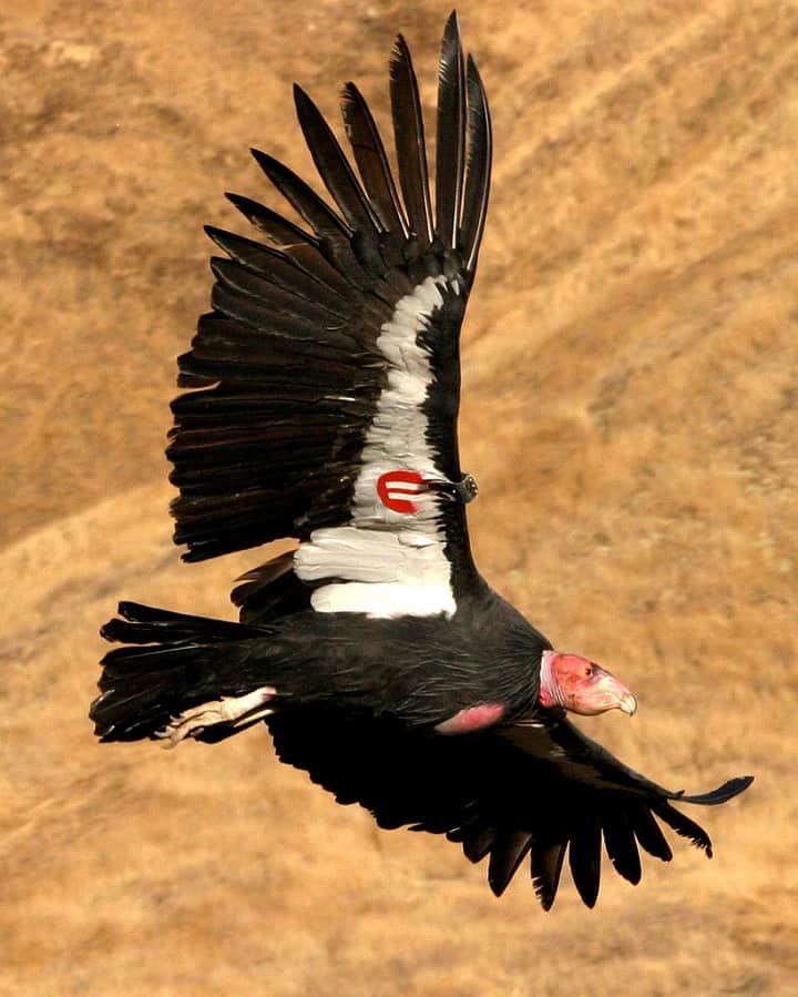 Amazing Birds Around The World -California Condor