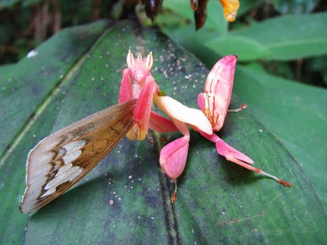 With a Nearly Foot-Long Proboscis, This New Moth Species Holds Record for  Longest Insect Tongue, Smart News