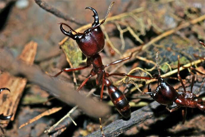 Biting Insects -Army Ants (Dorylus_sp.)