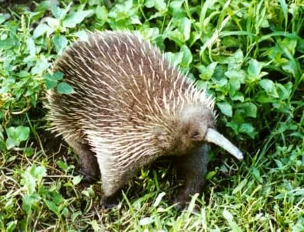 Egg Laying Mammal -Long-beaked Echidna